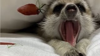 【🦦Meerkat】A meerkat who yawns. ★Funny and Cute Animals #shorts