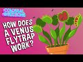 How Does A Venus Flytrap Work? | COLOSSAL QUESTIONS