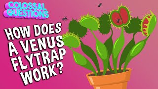 How Does A Venus Flytrap Work? | COLOSSAL QUESTIONS