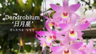 덴드로비움 일월성 : Dendrobium '日月星'(Sun, Moon \u0026 Stars) in Orchidiapark (Leewon)