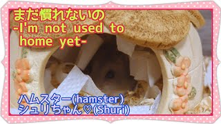 【まだ慣れないの🙃-I'm not used to home yet-】ハムスター hamster