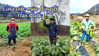 Những công việc thời vụ ở Hàn Quốc mùa lạnh.