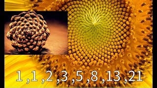 大自然的數學密碼：Fibonacci Numbers