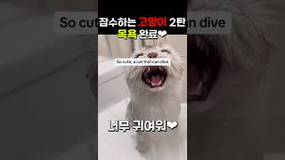 목욕하는 아기 고양이 귀여워❤︎ 잠수하는 고양이 2탄