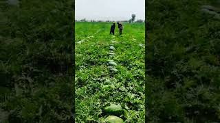 Watermelon fram #watermelon #iran