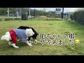 【多頭飼いの日常】久しぶりのドッグランにパピーの珀ちゃんはおおはしゃぎ！【bernese mountain dog】【chihuahua】【great pyrenees】