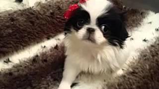 Sweet and Petite, Japanese Chin female