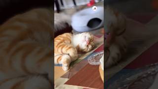 寝てますよー🤫｜PECO #子猫 #子猫のいる生活 #茶トラ #猫 #猫動画 #kitten #kittenlife #redtabby #cat #catlover #catvideos