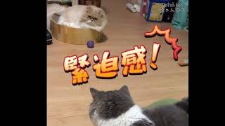 「猫動画」〜マロくんのボール遊び〜忍び寄るボスに注意⚠️