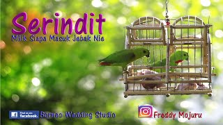 Loriculus Serindit Siapa Punya Vlog 069