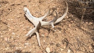 The Sweet Deer Shed Off the Arizona Strip