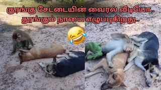 “டேய் மச்சான்..வாடா விளையாடலாம்” உறங்கிய நாயை எழுப்பிய குரங்கு! வைரல் வீடியோ..