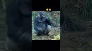 Monkey oops moment #funny #funnyvideo #monkey #animals