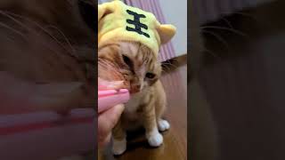 この顔だと「猫はいつも怒ってる」って聞こえませんか？#short#cat #猫 #貓 #बिल्ली#保護猫