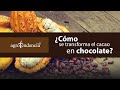 Así se hace el CHOCOLATE | 3 maneras de procesar el CACAO