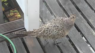 Female Pheasant