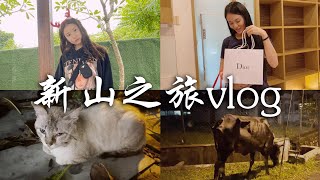 【新山之旅vlog】给朋友准备生日礼物｜ 差点又收养一只流浪猫 ｜有趣的拍摄日常| 护肤好物分享