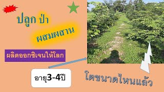 ความสุขที่ได้ทำ :TH12 สวนป่าผสมผสาน ยางนา ประดู่ พยุง แดง อายุ3ปี สร้างออกซิเจนลดโลกร้อน