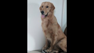 Crackhead on the loose Golden Retriever #shorts #goldenretriever #funny