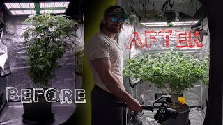 1 PLANT TRANSFORMATION GUIDE | HOW I GREW "ORGANIC" CANNABIS BLUEBERRY FRITTER FROM START TO FINISH