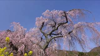 春色散歩・寄しだれ桜の里 2019