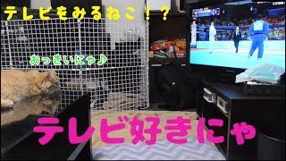 柔道観戦する猫が可愛い～Cute cat watching judo～