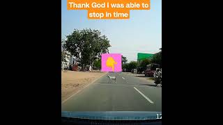 A Goat found in the middle of road #nearmiss #travel #animals