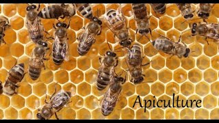 Apiculture (Beekeeping) - തേനീച്ച വളർത്തൽ