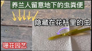 068注意地下的虫粪便 这个是藏在花杆里的虫