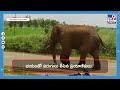 బస్సుపై ఏనుగు దాడి elephant attacked on bus tv9