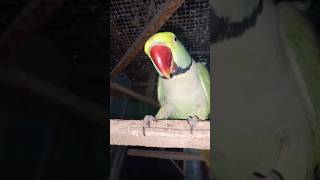 Ye Mithu Ay mithu K beachy 😆 #parrot smart🦜 #birds#shorts  #parrottalking #youtubeshorts #mithu