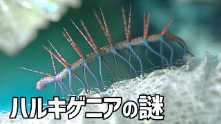 【ゆっくり解説】古生物界の騙し屋 ハルキゲニア