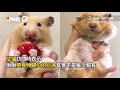 乖巧土撥鼠幫忙整理庭院！獲得西瓜獎勵超開心｜寵物動物｜萌寵｜小幫手｜精選影片