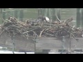 vims ospreycam