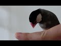 桜文鳥ほーちゃんと遊ぶ　指渡り 文鳥動画