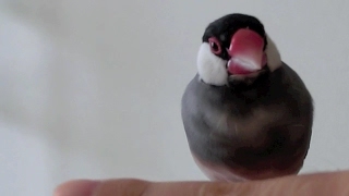 桜文鳥ほーちゃんと遊ぶ　指渡り 文鳥動画