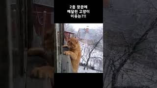 2층 창문 난간에 매달린 고양이.. 그 이유는???! 😲🙀 #shorts #animal