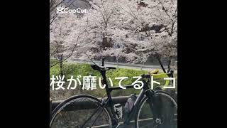 桜が靡いてる #トコ