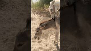 Donkey#animals #shortsfeed #viralvideo #funnypets #funny #foryou