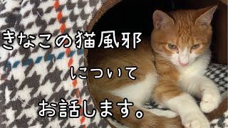 【先天性の肝臓疾患を持つ保護子猫】きなこの猫風邪について。About Kinako Cat Cold.#保護猫 #子猫 #茶トラ #きなこ