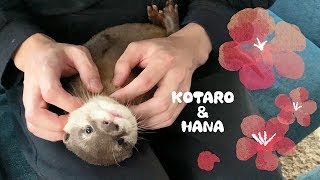 カワウソコタローとハナ　はなまつり　Otter Kotaro\u0026Hana Girls’ Day