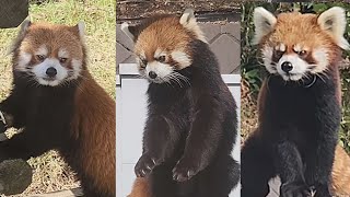 【西山動物園リンゴタイム、食事時は引き離されるレッサーパンダのニーコとレイファ、他・・・】～Nishiyama Zoo red pandas～