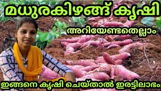 മധുരക്കിഴങ്ങ് കൃഷി|How to Grow and harvest Sweet potato|How to grow Sweet Potato faster#Agriculture