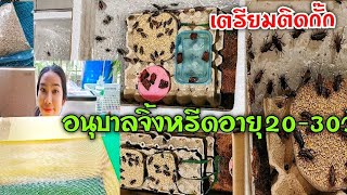 อนุบาลจิ้งหรีดอายุ20วัน #อาหารจิ้งหรีดลดต้นทุน อาหารไก่เลี้ยงจิ้งหรีด#การให้น้ำอาหารจิ้งหรีดง่ายๆ