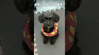 頑張り屋の保護犬のの　お手・おかわり・両手！