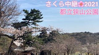 さくら中継2021〜都立狭山公園