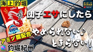 【海上釣堀】かっぱえびせん団子？棚５mのアタリでシマアジが釣れる❗️これはもう「やめられない とまらない」