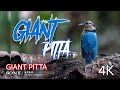 MALE GIANT PITTA  : BIRD TOUR with APIQ SULAIMAN.