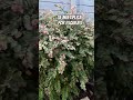 te gustan los arbustos la breynia disticha o Árbol de nieve es la mejor opción 😍😍😍 plantas