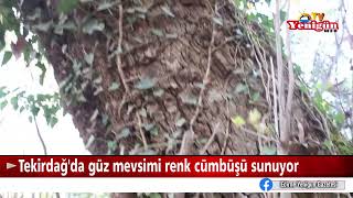 Tekirdağ'da güz mevsimi renk cümbüşü sunuyor